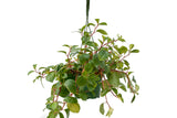 6" Pepperomia