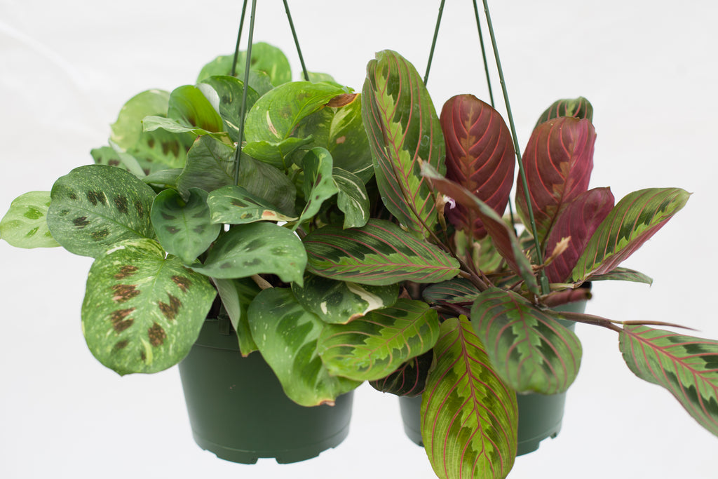 prayer plant in hanging basket 6" Maranta Prayer Plant Hanging Basket – Slappendel Greenhouses Inc