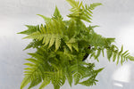 6" Autumn Fern Hanging Basket