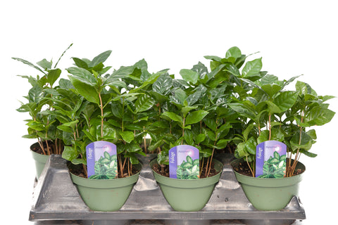 6" Coffee Plant (Arabica)