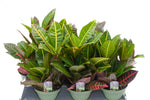 6" Croton