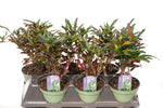 6" Croton