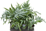 6" Bluestar Fern