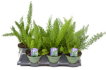 6" Foxtail Fern