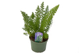 6" Foxtail Fern