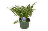 6" Green Fantasy Fern