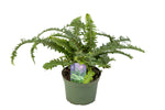 6" Kimberly Fern