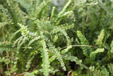 6" Lemon Button Fern