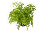 6" Maidenhair Fern - Fragrans