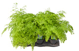 6" Maidenhair Fern - Fragrans