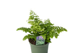 6" Maidenhair Fritz Luthy