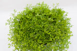 6" Golden Moss Fern Hanging Basket