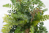 6" Assorted Fern Hanging Basket