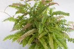 6" Assorted Fern Hanging Basket