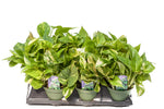 6" Pothos