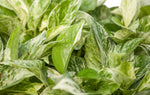 6" Pothos