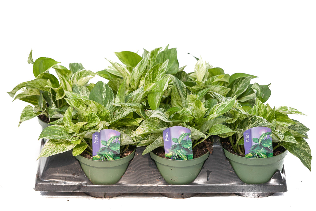 6 pothos plant 6" Pothos – Slappendel Greenhouses Inc