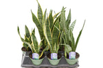6" Sansevieria