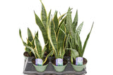 6" Sansevieria