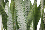 6" Sansevieria