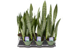 6" Sansevieria