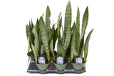 6" Sansevieria