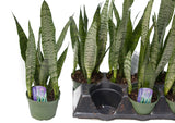 6" Sansevieria