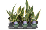 6" Sansevieria