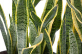 6" Sansevieria