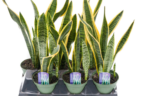 6" Sansevieria