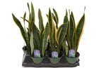 6" Sansevieria