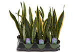 6" Sansevieria
