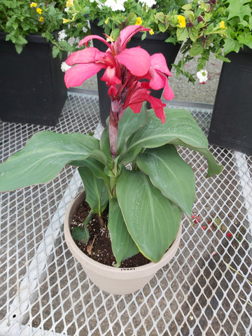 Canna lily large pot