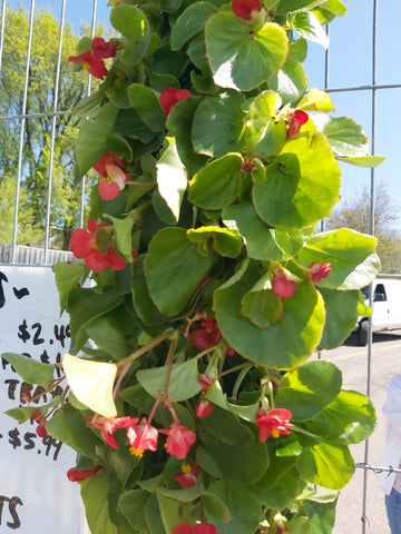 Hanging  bag plant