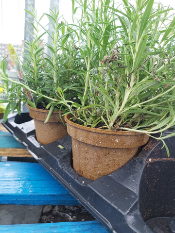 Organic herbs ( orange pots)