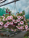 10" Annual Hanging Basket