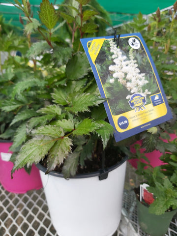 White false spirea