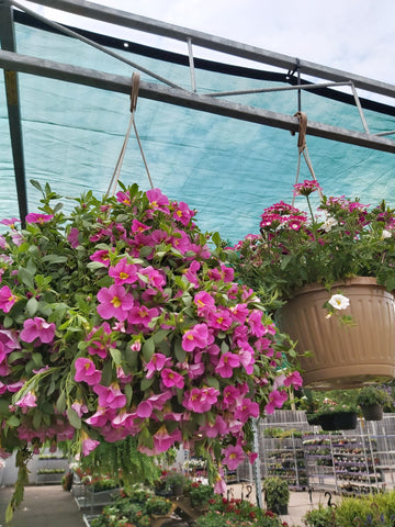 10" Annual Hanging Basket ( for $25)