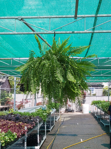 Hanging fern four prong