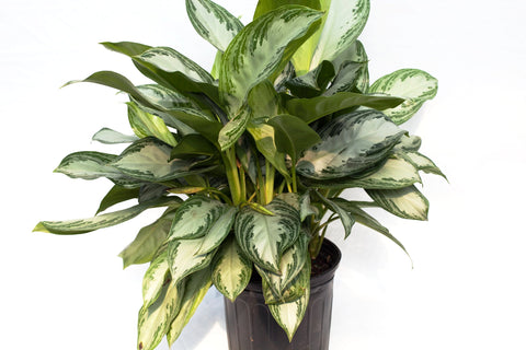 aglaonema hanging basket 10" Peperomia Hanging Basket – Slappendel Greenhouses Inc