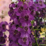 4" Angelonia