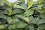 3.5" Ardesia