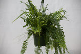 6" Assorted Fern Hanging Basket