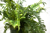 6" Boston Fern Hanging Basket