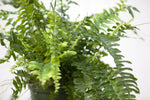 6" Nevada Fern Hanging Basket
