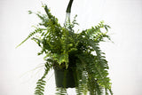 6" Boston Fern Hanging Basket