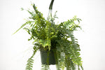 6" Nevada Fern Hanging Basket