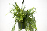 6" Nevada Fern Hanging Basket