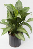 10" Chinese Evergreen