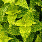 Coleus